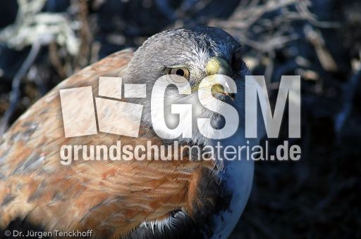 Rotrückenbussard (1 von 19).jpg